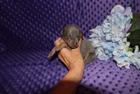 Rosco, a male Miniature Pinscher for sale in Harrisonburg, VA – 8 of 8
