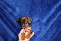 Nacho, a male Miniature Pinscher for sale in Harrisonburg, VA – 2 of 5