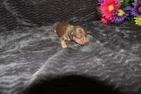 Lucy, a female Miniature Pinscher for sale in Harrisonburg, VA – 3 of 7