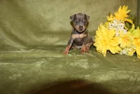 Rosco, a female Miniature Pinscher for sale in Harrisonburg, VA – 3 of 7