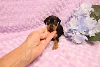 Muffin, a female Miniature Pinscher for sale in Harrisonburg, VA – 4 of 7