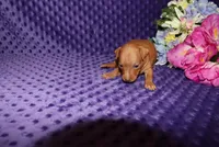 Ella, a female Miniature Pinscher for sale in Harrisonburg, VA – 4 of 8