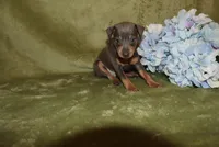 Oscar, a male Miniature Pinscher for sale in Harrisonburg, VA – 2 of 7