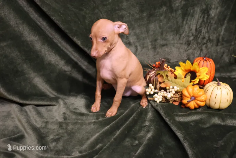 Harley--Halloween Special – Miniature Pinscher puppy for sale in Harrisonburg, VA