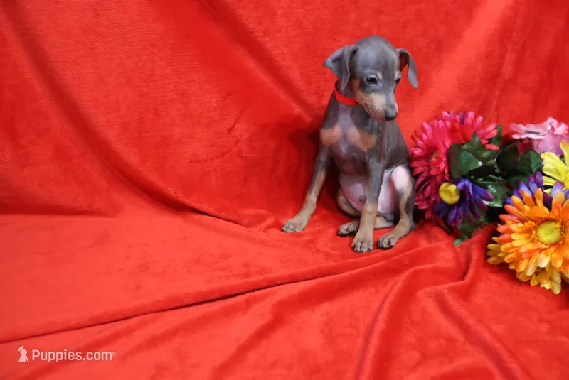 Toby – Miniature Pinscher puppy for sale in Harrisonburg, VA