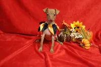 Kala, a female Miniature Pinscher for sale in Harrisonburg, VA – 3 of 5