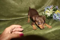 Tucker, a male Miniature Pinscher for sale in Harrisonburg, VA – Photo 3 of 7