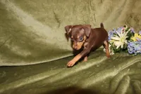 Tucker, a male Miniature Pinscher for sale in Harrisonburg, VA – Photo 6 of 7