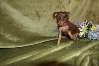 Tucker, a male Miniature Pinscher for sale in Harrisonburg, VA – Photo 5 of 7