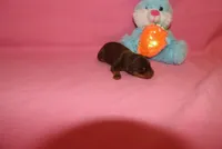 Tucker, a male Miniature Pinscher for sale in Harrisonburg, VA – Photo 3 of 5