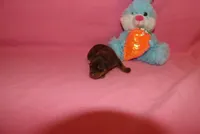 Tucker, a male Miniature Pinscher for sale in Harrisonburg, VA – Photo 2 of 5