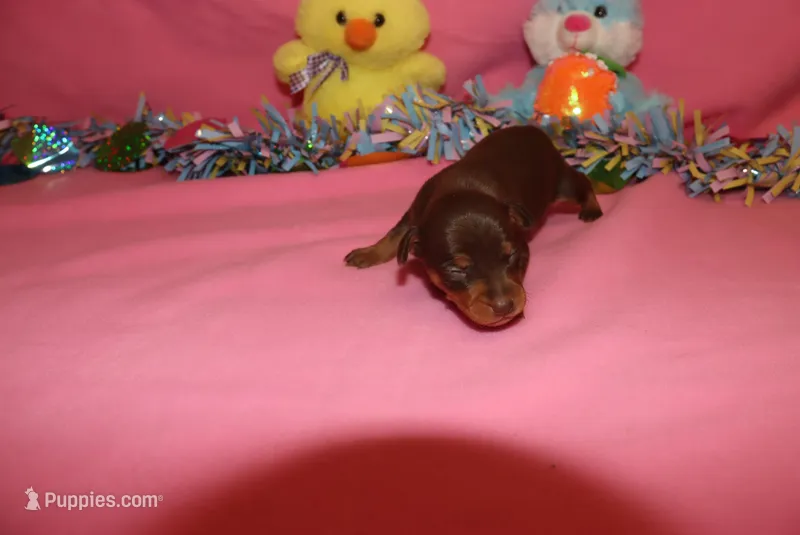 Tucker – Miniature Pinscher puppy for sale in Harrisonburg, VA