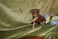 Tucker, a male Miniature Pinscher for sale in Harrisonburg, VA – Photo 4 of 7