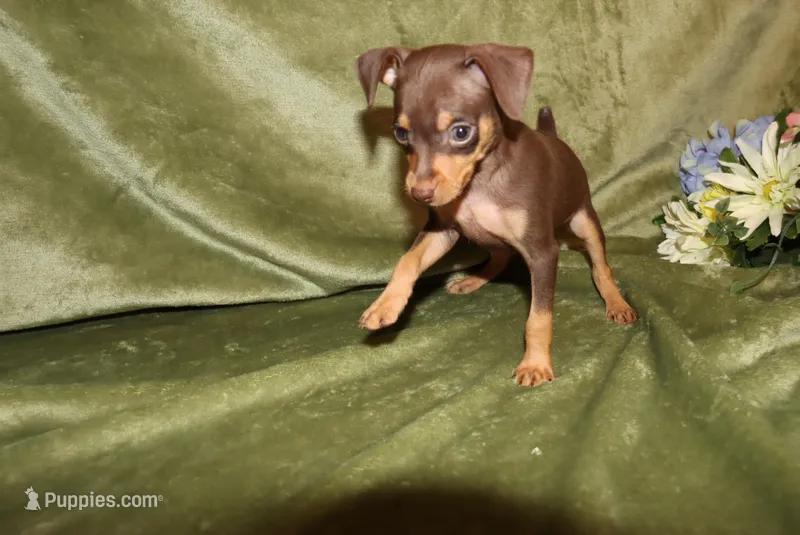 Tucker – Miniature Pinscher puppy for sale in Harrisonburg, VA