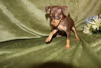Tucker, a male Miniature Pinscher for sale in Harrisonburg, VA – Photo 1 of 7