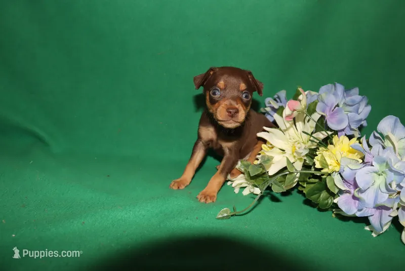 Tucker – Miniature Pinscher puppy for sale in Harrisonburg, VA