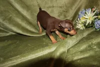 Tucker, a male Miniature Pinscher for sale in Harrisonburg, VA – Photo 2 of 7