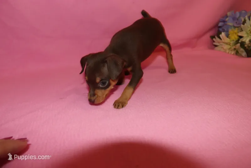 Tucker – Miniature Pinscher puppy for sale in Harrisonburg, VA