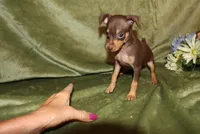 Tucker, a male Miniature Pinscher for sale in Harrisonburg, VA – Photo 7 of 7