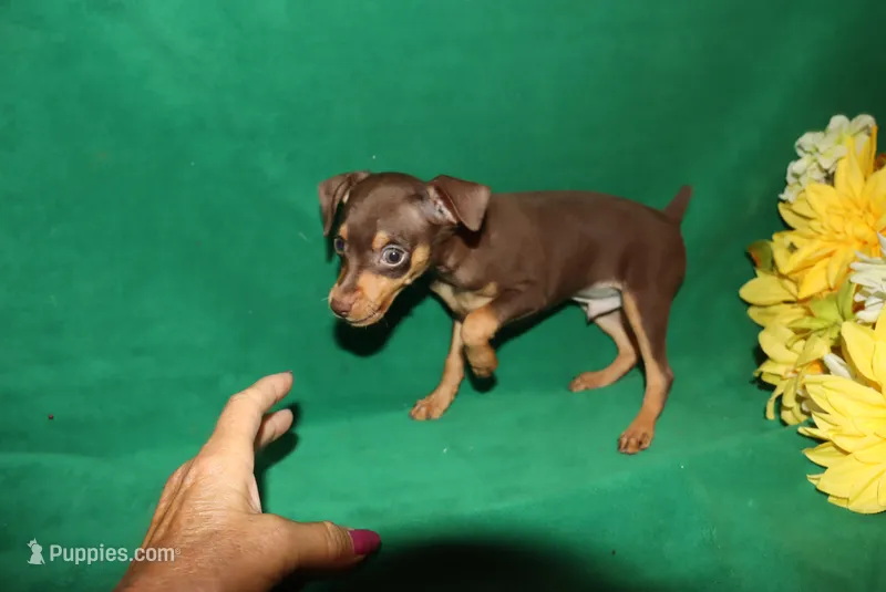 Tucker – Miniature Pinscher puppy for sale in Harrisonburg, VA