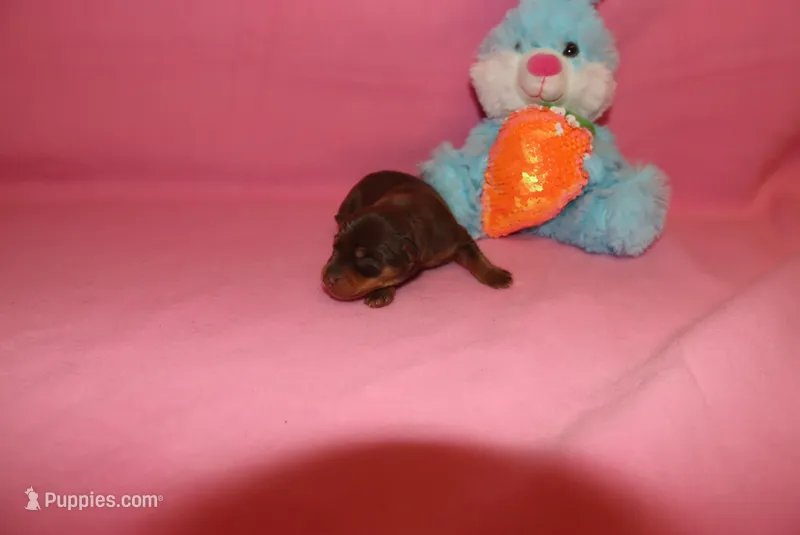 Tucker – Miniature Pinscher puppy for sale in Harrisonburg, VA