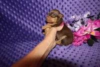 Thor, a male Miniature Pinscher for sale in Harrisonburg, VA – 6 of 6