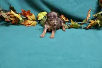 Raisin, a female Miniature Pinscher for sale in Harrisonburg, VA – 4 of 7