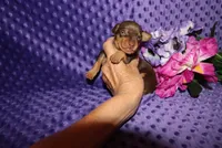 Thor, a male Miniature Pinscher for sale in Harrisonburg, VA – 5 of 6
