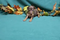 Raisin, a female Miniature Pinscher for sale in Harrisonburg, VA – 2 of 7