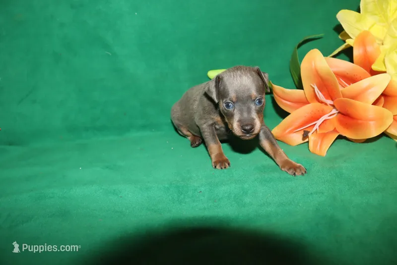 Charlie – Miniature Pinscher puppy for sale in Harrisonburg, VA