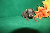 Charlie, a male Miniature Pinscher for sale in Harrisonburg, VA – Photo 1 of 6