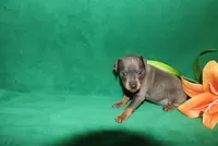 Charlie, a male Miniature Pinscher for sale in Harrisonburg, VA – Photo 6 of 6