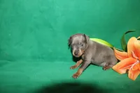 Charlie, a male Miniature Pinscher for sale in Harrisonburg, VA – Photo 4 of 6