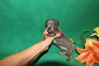 Charlie, a male Miniature Pinscher for sale in Harrisonburg, VA – Photo 3 of 6