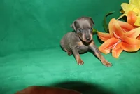 Charlie, a male Miniature Pinscher for sale in Harrisonburg, VA – Photo 2 of 6