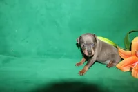 Charlie, a male Miniature Pinscher for sale in Harrisonburg, VA – Photo 5 of 6