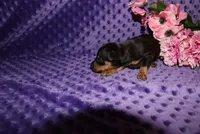 Angel, a female Miniature Pinscher for sale in Harrisonburg, VA – 1 of 7