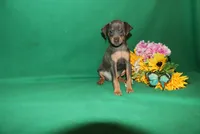 Allie, a female Miniature Pinscher for sale in Harrisonburg, VA – 9 of 9