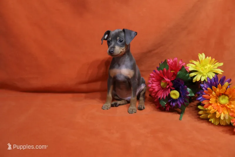 Toby – Miniature Pinscher puppy for sale in Harrisonburg, VA