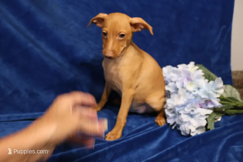 storm – Miniature Pinscher puppy for sale in Harrisonburg, VA