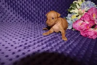 Ella, a female Miniature Pinscher for sale in Harrisonburg, VA – 3 of 8