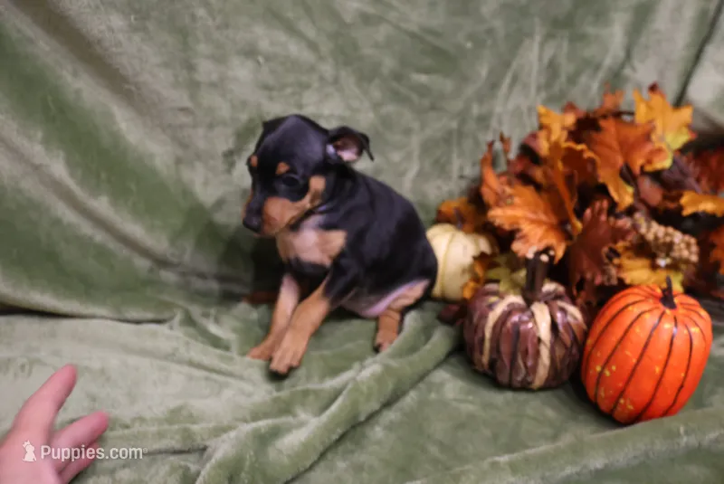 Muffin – Miniature Pinscher puppy for sale in Harrisonburg, VA