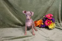 Leo, a male Miniature Pinscher for sale in Harrisonburg, VA – 3 of 9