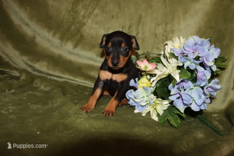 Rosco – Miniature Pinscher puppy for sale in Harrisonburg, VA