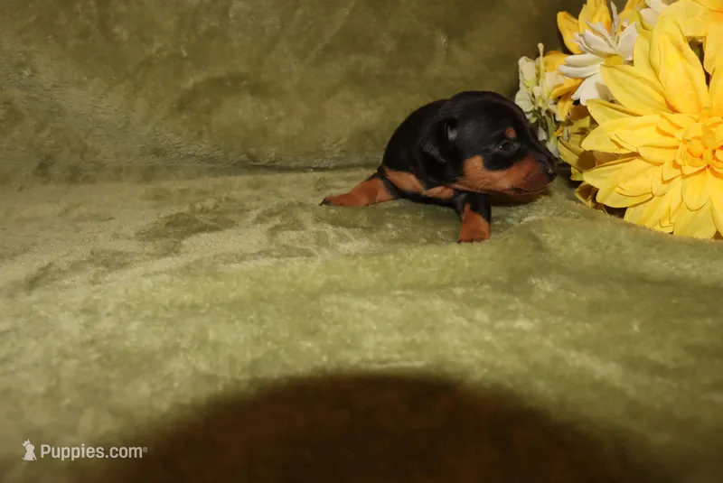 Rosco – Miniature Pinscher puppy for sale in Harrisonburg, VA