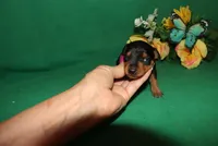 Rosco, a male Miniature Pinscher for sale in Harrisonburg, VA – Photo 3 of 6