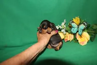 Rosco, a male Miniature Pinscher for sale in Harrisonburg, VA – Photo 5 of 6