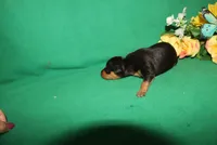 Rosco, a male Miniature Pinscher for sale in Harrisonburg, VA – Photo 6 of 6