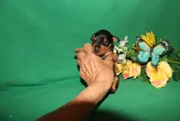 Rosco, a male Miniature Pinscher for sale in Harrisonburg, VA – Photo 2 of 6