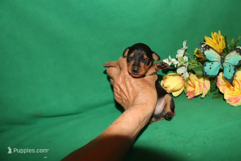 Rosco – Miniature Pinscher puppy for sale in Harrisonburg, VA